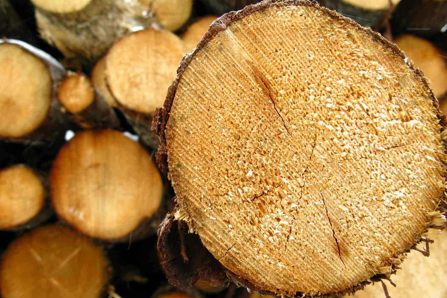 A detailed photo of a log wood
