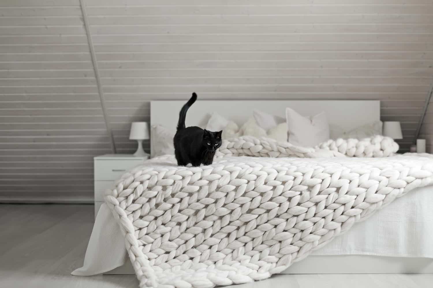 Black cat on beautiful merino woolen plaid decorated bed and floor