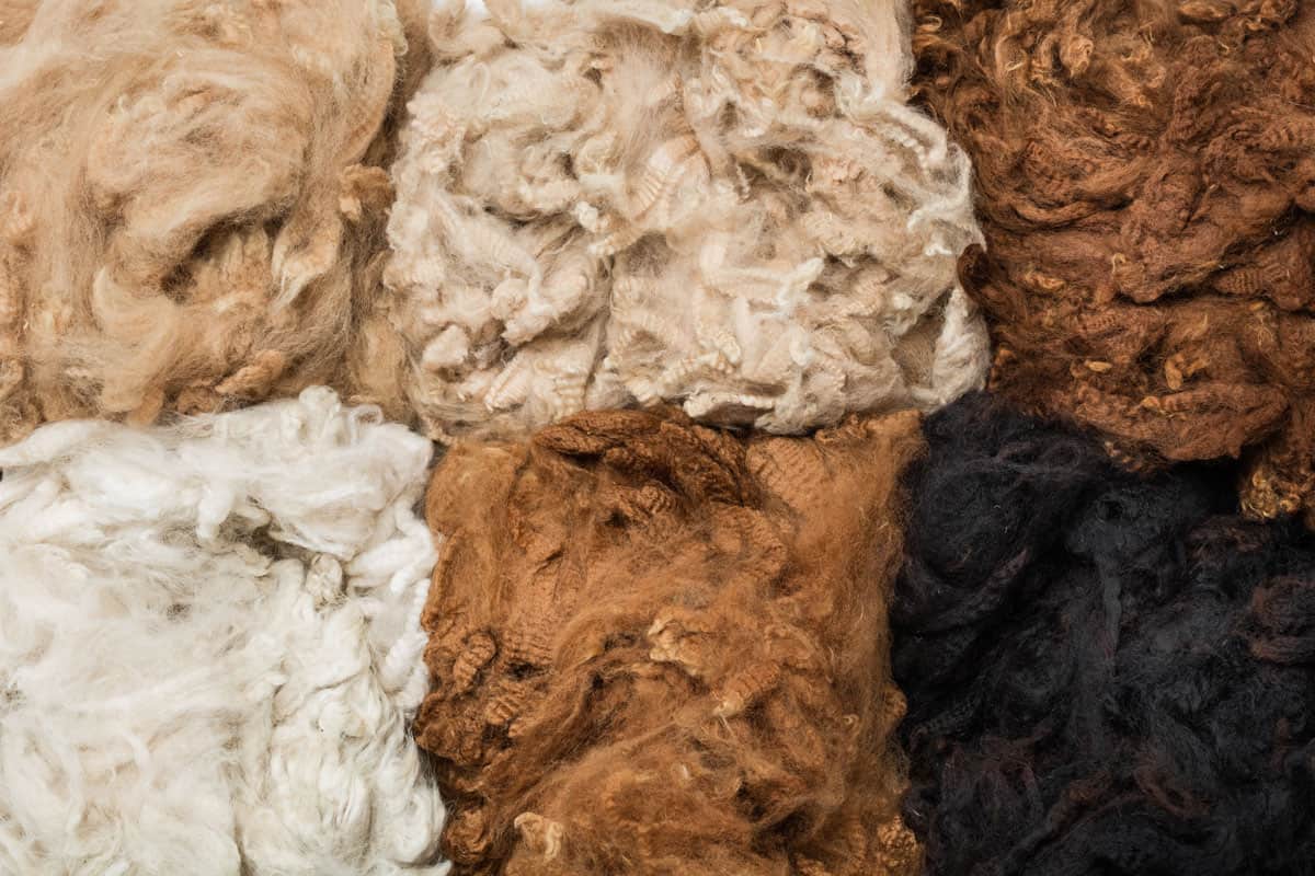 Pile of unprocessed high quality colorful alpaca wool